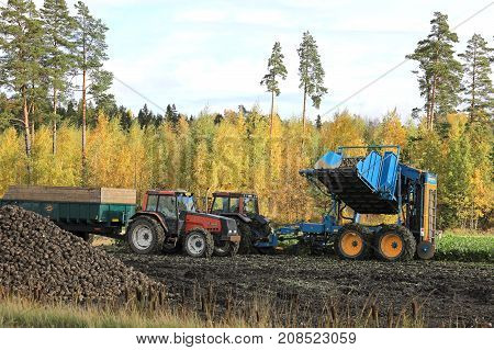 SALO FINLAND - OCTOBER 6 2017: Farmer gets ready to unload sugar beet onto tractor trailer from sugar beet harvester tank on a beautiful day of autumn.