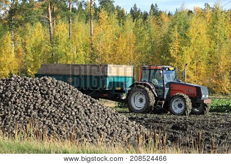 SALO FINLAND - OCTOBER 6 2017: Pile of harvested sugar beet and behind Valmet 8200 agricultural tractor and trailer on field during harvest in South of Finland in autumn.