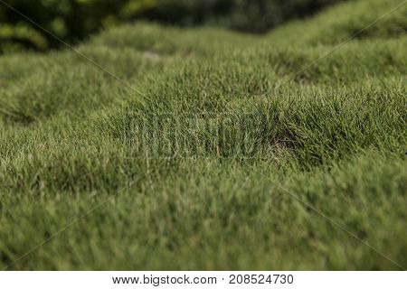 Bumpy green zoysia creeping grass leaves background closeup