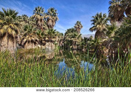 Desert Oasis at Thousand Palms California in the Coachella Valley