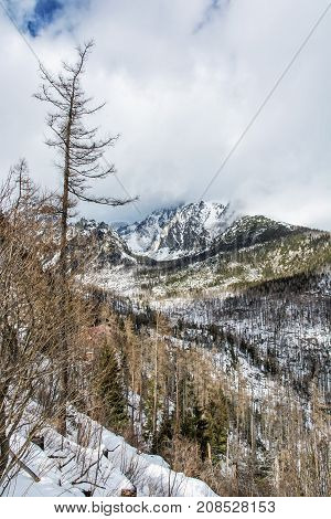 Spruce forest after natural disaster in High Tatras mountains Slovakia. Winter natural scene. Vertical composition.