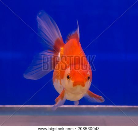 Ryukin goldfish in a blue background aquarium