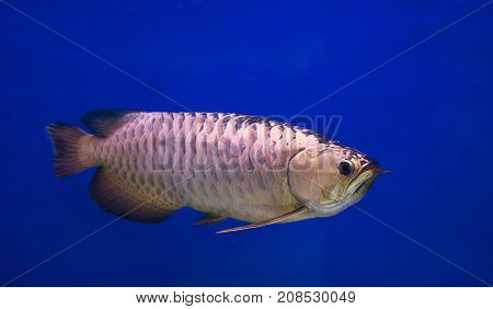 Asian gold arowana fish in a blue background