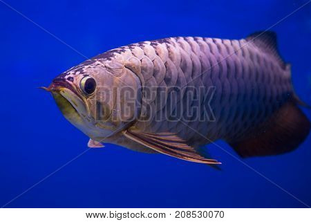 Asian gold arowana fish in a blue background