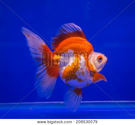 Ryukin goldfish in a blue background aquarium