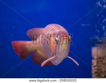 Asian arowana fish in a blue aquarium