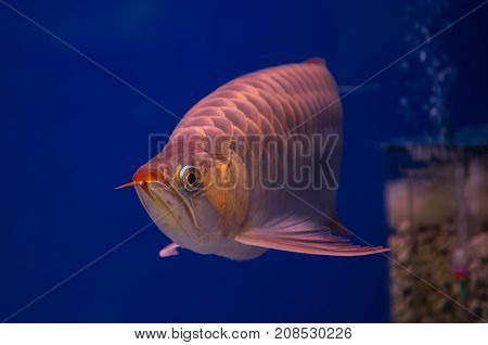 Asian arowana fish in a blue aquarium