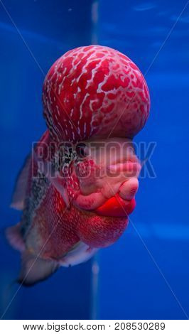 Flowerhorn cichlid fish in a blue aquarium