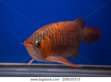 Asian red arowana fish in a blue aquarium