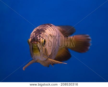 Asian gold arowana fish in a blue aquarium