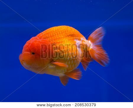 Lionhead goldfish in a blue background aquarium