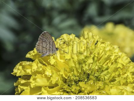 close up of common blue butterfly on marigold