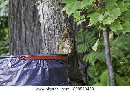 Wide view of a brown/grey squirrel chewing on some food while sitting on a plastic garbage container attached to a trees with greenery at Pabineau Falls near Bathurst, New Brunswick on a bright sunny day with blue skies and clouds in August.