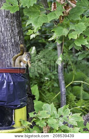 3 Vertical of a brown/grey squirrel chewing on some food while sitting on a plastic garbage container attached to a trees with greenery at Pabineau Falls near Bathurst, New Brunswick on a bright sunny day with blue skies and clouds in August.