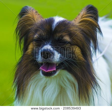 Close-up portrait of a papillon. A small white and red papillon dog. Sweet papillon puppy. Papillon