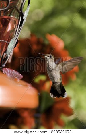 Vertical close up of a humming bird flying up to the edge of a feeder with soft focus red flowers and greenery at Pabineau Falls near Bathurst, New Brunswick on a bright sunny day with blue skies and clouds in August.