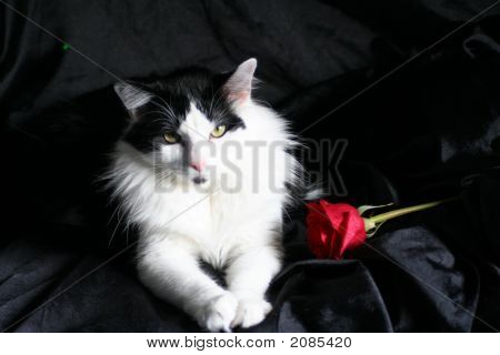 Schicksal und die rose 023