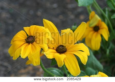 Blumen 011