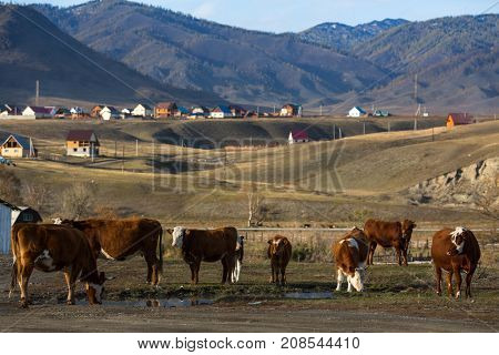 View of village with cows in the foreground at mountains of Altai Republic, Russia. 