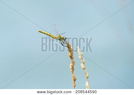 The image of a dragonfly