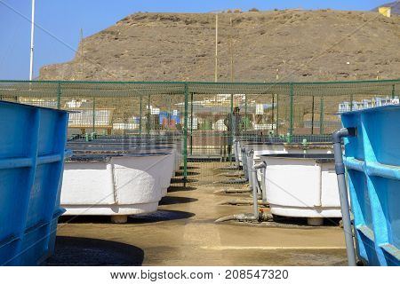 MORRO JABLE FUERTEVENTURA, SPAIN - OCTOBER 11 2017: Pools with turtles in the Turtle Nursery Morro del Jable Spain.