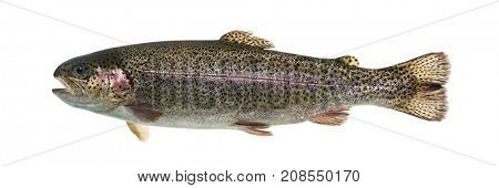 Rainbow trout swimming, isolated on white