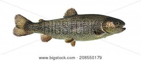Rainbow trout swimming, isolated on white