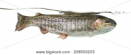 Rainbow trout swimming under water line, isolated on white