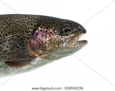 Close-up of head of rainbow trout, isolated on white