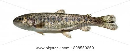 Rainbow trout swimming, isolated on white