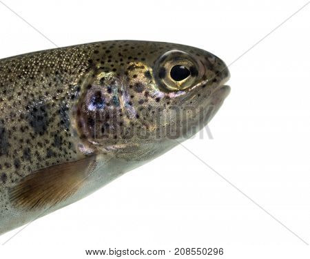 Close-up of head of rainbow trout, isolated on white
