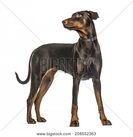 Attentive doberman Pinscher standing, isolated on white
