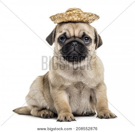 Pug puppy with a hat, isolated on white