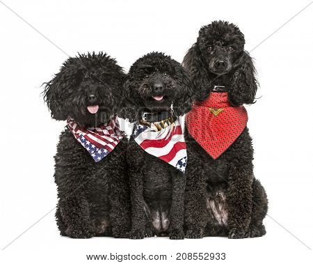 Poodles with flag scarfs, isolated on white