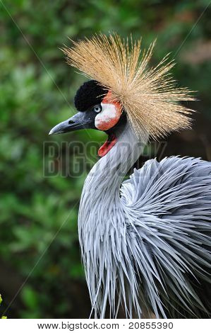 Grey Crowned Crane