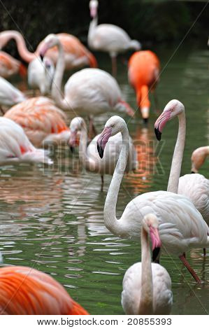 Group of flamingo