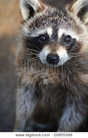 Procyon lotor
