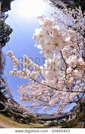 Japanese Sakura Blossom