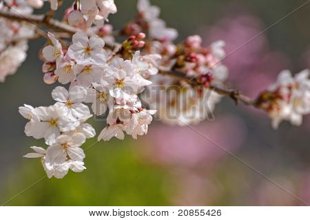 Japanese Sakura Blossom