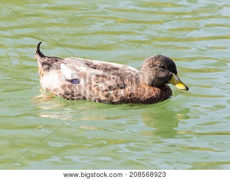 duck on the lake in the nature .