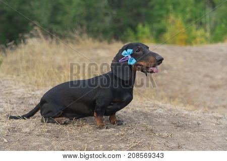 beautiful portrait of a dog (puppy) breed dachshund black tan with blue bow-knot on the ears in the autumn park