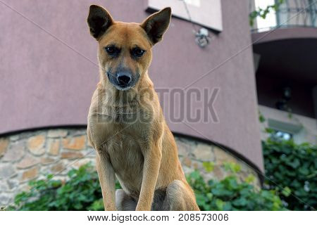 brown dog near the wall of a private house in the yard