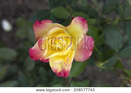One hybrid tea yellow with pink edges rose 'Pullman Orient Express'.
