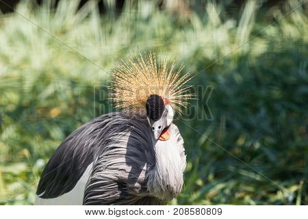 Gray Crowned Crane In Mapungubwe National Park, Limpopo, South Africa