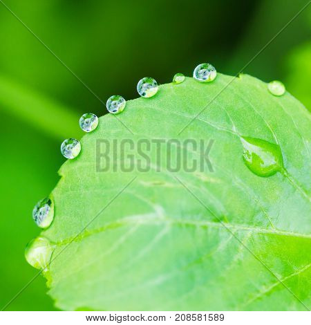 Dew On Green Leaf