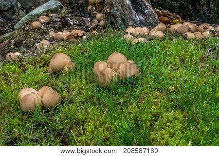 Common earthball grows through grass next to a rotting stump.
