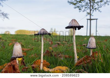Shaggy inkcap mushrooms in the grass of a field during autumn