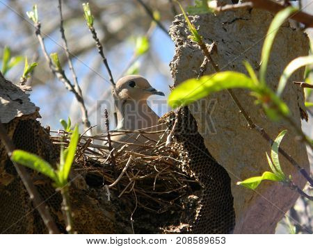 pigeon nesting in abandoned honeycomb in spring