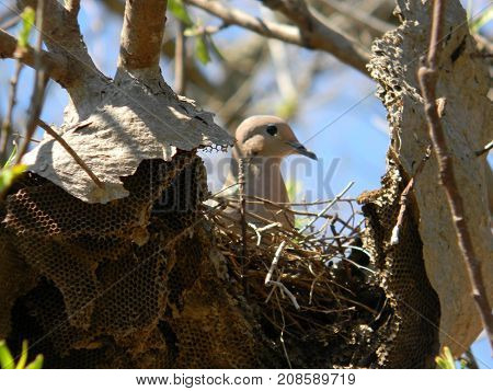 pigeon nesting in abandoned honeycomb in spring
