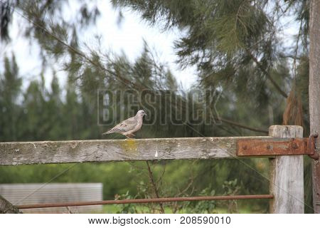 pigeon perched on old porton of the field